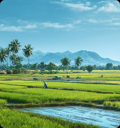 Traditional paddy farming