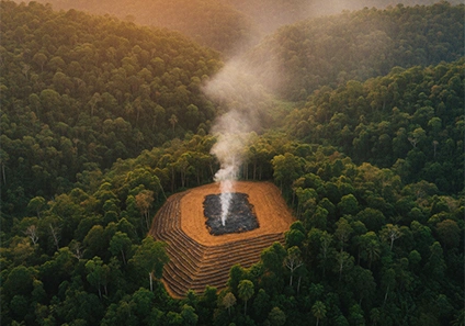 Shifting Cultivation: A Complete Guide to the Ancient Farming Practice 