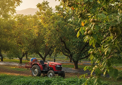 Walnut Farming in India: Climate, Soil & Care Tips for Better Production 