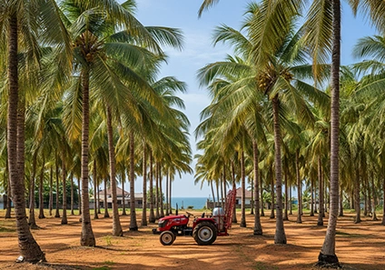 Why Coconut Farming is a Profitable Crop for Indian Farmers 