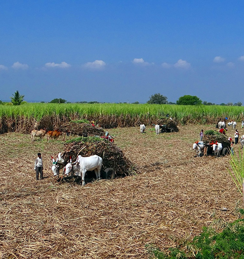 Traditional paddy farming