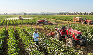 Cotton farming