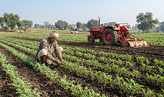 Gram (Chickpea) Cultivation