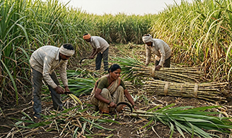 Traditional sugarcane harvesting